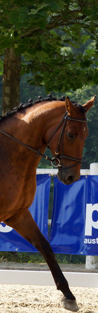 Lorenzo
