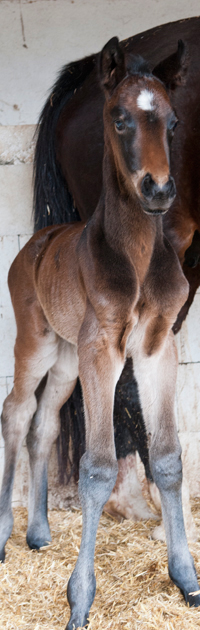 Hengstfohlen Socrates