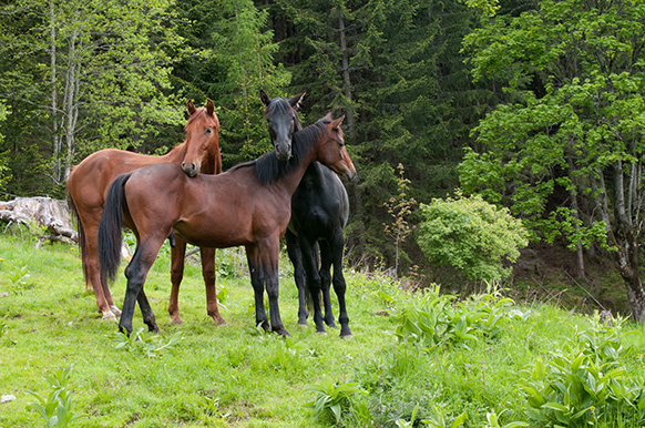 Hengste auf der Alm Hoferbauer (1)
