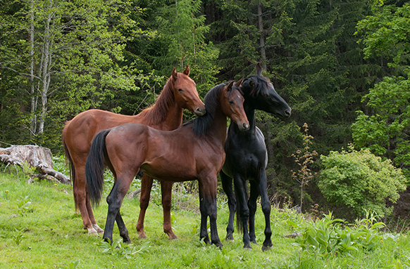 Hengste auf der Alm Hoferbauer (3)