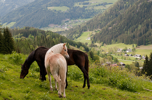 Hengste auf der Alm Hoferbauer (5)