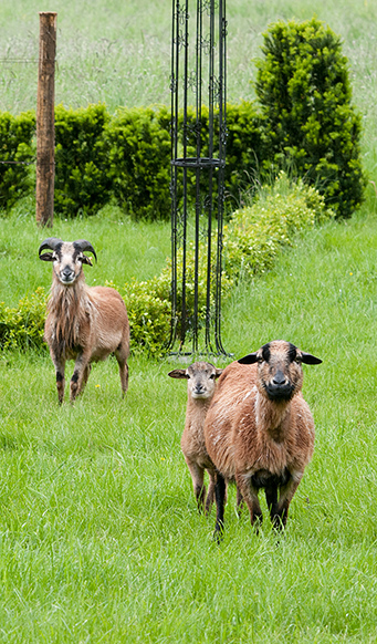 Besuch von Schafen (2)