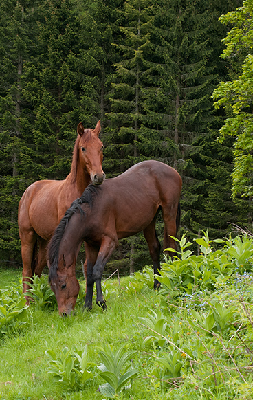 Hengste auf der Alm Hoferbauer