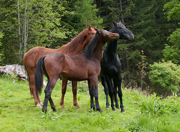 Hengste auf der Alm Hoferbauer (2)