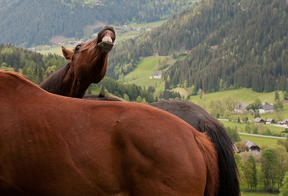 Hengste auf der Alm Hoferbauer (6)