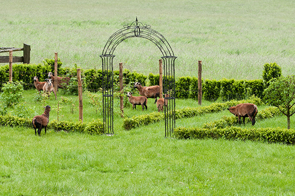 Besuch von Schafen (3)