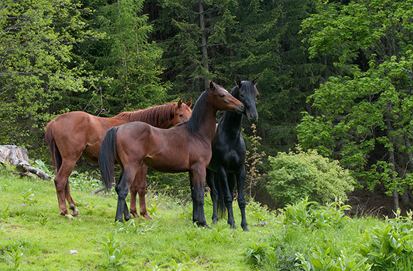 Hengste auf der Alm Hoferbauer (4)