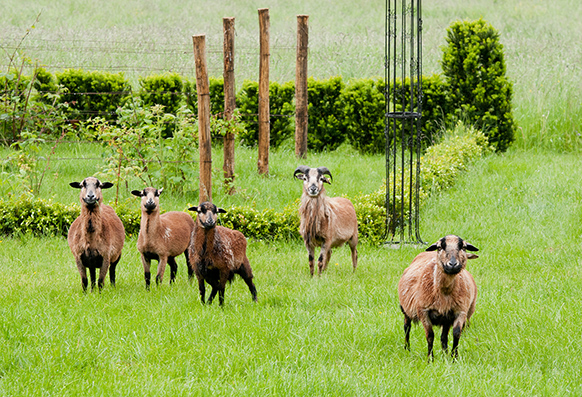 Besuch von Schafen (1)